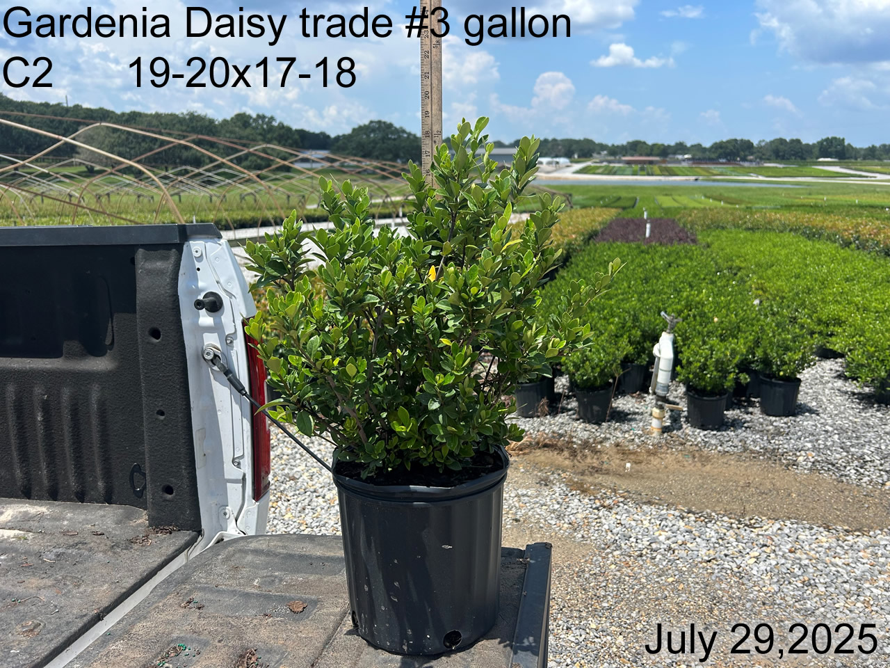 gallery/gdai3t c2 july25.jpg